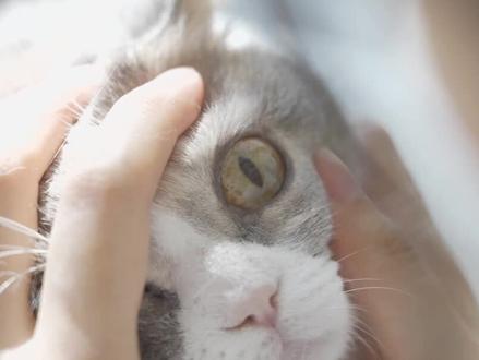 当5只猫遇上3D眩晕地毯,它们会害怕吗? #眩晕地毯测试 #萌宠