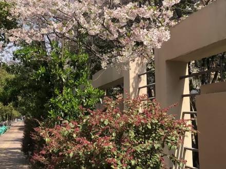 #大侦探恋综bgm 音乐一响,纯爱登场!