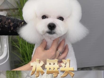 水母头造型,适合泰迪、比熊修剪。
使用工具:
1、弯剪 2、蓬蓬剪 3、鱼骨剪 4、排梳
#抖in萌宠计划 #萌宠好物 #新手养狗 #比熊美容 #泰迪美容