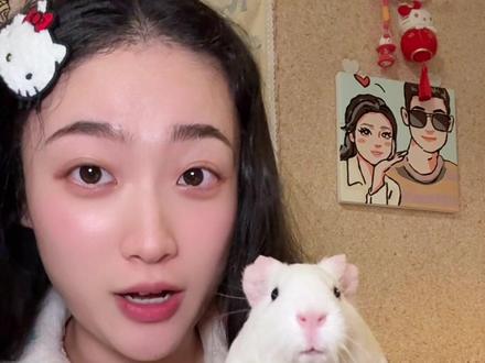 不是大老鼠 也不是猪 更不吃火鸡面#猪妞#奶茶和小猪#荷兰猪#异宠 #萌宠