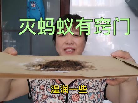 家里有蚂蚁不要着急,家家都有的东西,两个小窍门就能处理它