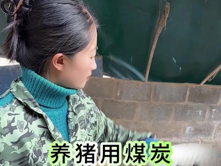 养猪用煤炭竟然有这么多好处#养猪知识分享 #养猪人