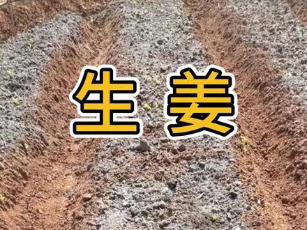 草木灰种姜这样用,好用省钱又高产 #生姜 #生姜种植 #大姜种植 #生姜种植技术 #大姜