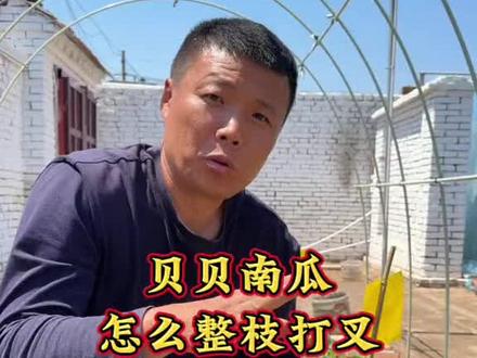贝贝南瓜怎么管理,贝贝南瓜种植小技巧#种植小技巧 #寿光张大帅