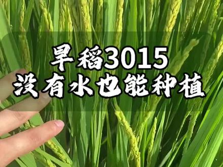 旱稻也能种水稻了玉米地小麦地果园菜地都可以种#水稻 #水稻种植 #旱稻种植 #旱稻 #稻谷