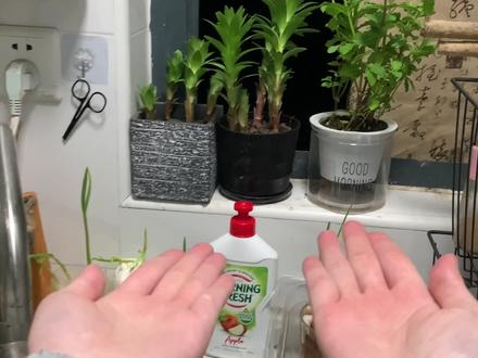 奶茶杯子不要扔水培植物注意控制水量哦!
4.26|香菜已经吃完啦 生菜也快吃完啦
葱长得好快哦 猫草也发芽了
百合也长得越来越快啦~
#日常vlog #厨房 #第一视角拍摄 #曼波 #大数据推荐给有需要的人