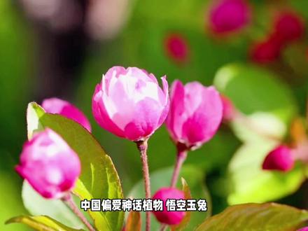 台风命名规则:温柔取名,作恶除名! #涨粉 #台风自然灾害 #台风#台风科普#涨知识