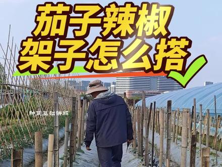 茄子辣椒怎么搭架子