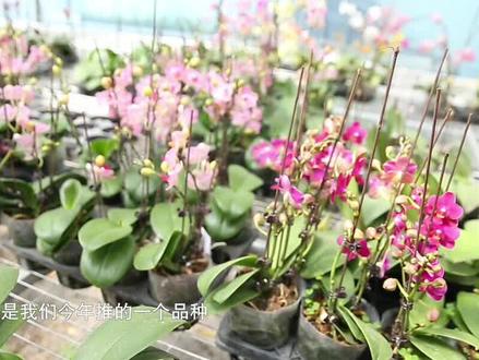 小花型的 #蝴蝶兰 ,你觉得将来会占领市场吗