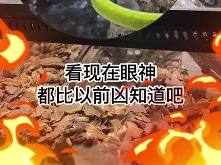 本来是食物,结果却来了一个“蛇蛙一缸”,就问你服不服#爬宠 #宠物蛇 #造景 #树蛙 #饲养员日常