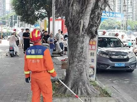 广西南宁街头大蛇上树被消防员抓到#消防队员们辛苦了