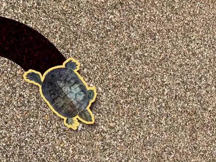 乌龟、王八、甲鱼以及鳖的区别到底是什么?#知识先锋计划 #涨知识 #科普