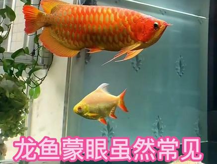 龙鱼蒙眼怎么办?简单好处理#龙鱼 #观赏鱼 #水族 #见者好运见者发财 #红龙 @抖音小助手