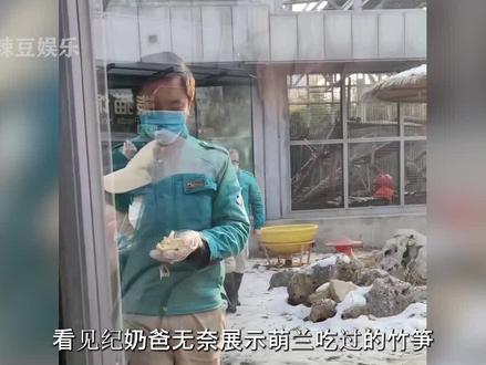 看见纪奶爸无奈展示萌兰吃过的竹笋,才明白键盘侠的恶意造谣有多过分#萌兰#国宝#热门 #花点点 #萌二 #熊猫