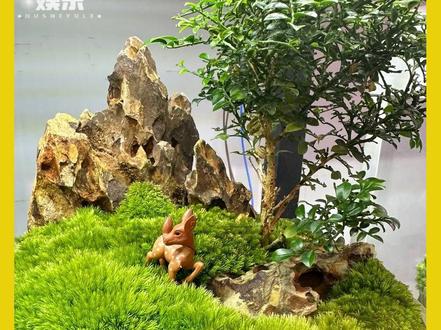 遇到水后的苔藓:是恒纪元!浸泡!!!#苔藓 #养花小知识