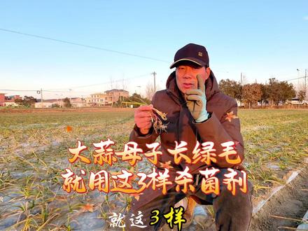 大蒜青霉菌蒜母子长绿毛烂根,用这三种杀菌剂2天就见效, #邳州大蒜 #大蒜根腐病 #大蒜种植管理 #种植技术分享 #分享农业知识帮农民增产增收