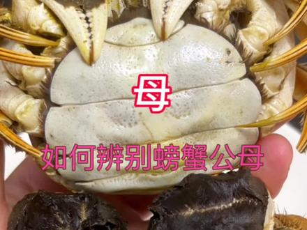 如何辨别螃蟹公母,一看就会,建议收藏#艾特朋友请我吃大闸蟹吧 #螃蟹🦀 #大闸蟹 #螃蟹