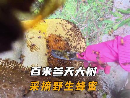 百米参天大树上,收割野生蜂蜜#荒野 #野生蜂蜜 #户外 #大挂蜂 #记录