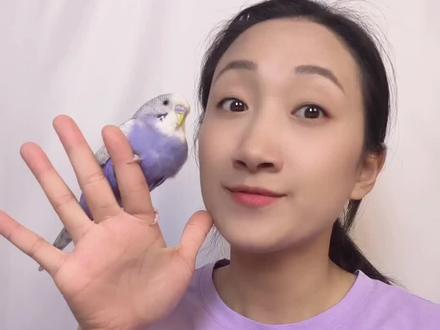 我唯一自豪的大头虎皮#鹦鹉🦜 #手养鸟 #鹦鹉日常