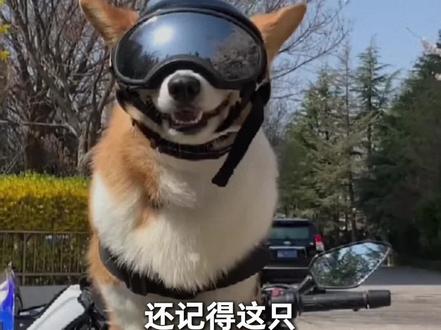 他就是全网后台最硬的狗,也是全国唯一当上警犬的柯基——福仔 #警犬福仔 #柯基 #狗狗故事 #青年创作者成长计划 #狗狗