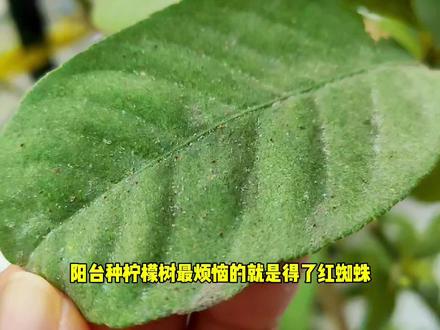 柠檬树容易招虫害,红蜘蛛大爆发,一招消灭。#红蜘蛛防治 #柠檬树 #香水柠檬 #柠檬树怎么养 #乙螨唑