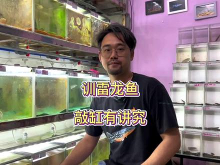 训食雷龙鱼敲缸有讲究#健康水族 #雷龙鱼 #雷龙鱼怎么养 #巴卡雷龙