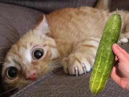 猫怕黄瓜?黄瓜能把猫吓飞?假的!