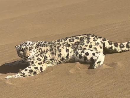雪山之王雪豹竟然被困于干燥炙热的金色沙漠 #保护动物人人有责 #动物的迷惑行为 #雪豹