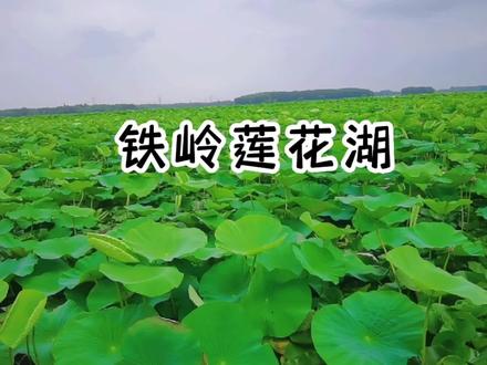 房车生活第119集:铁岭莲花湖 #荷塘美景 #随手一拍都是美景 #映日荷花别样红 #房车 #房车自驾游