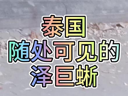 泰国泽巨蜥lizard随处可见,不伤人,可以与人和谐相处!#泰国