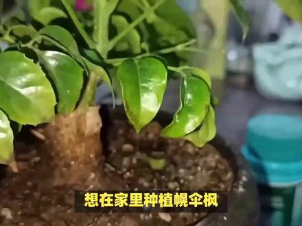 如何养护幌伞枫?从土壤选择到病虫害防治,一个视频详解! #幌伞枫树