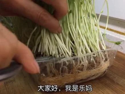 #芽苗菜 豌豆苗的做法#转载 爽口又营养。#在家做美食
