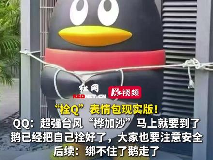 “栓Q”表情包现实版!腾讯QQ更新社媒:超强台风“桦加沙”马上就要到了,鹅已经把自己拴好了,大家也要注意安全。后续:绑不住了鹅走了。