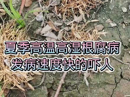 石竹虽好养,方法不对也白忙!#金牌苗木人 #园林养护 #抖音助农