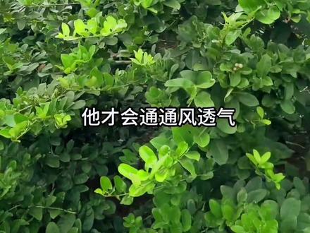 #创作灵感 广东香水柠檬为什么要经常剪枝#优质农产品 #三农种植 #广东香水柠檬 #新农人计划2023