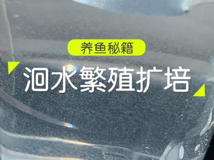 用酵母给草履虫(洄水)繁殖扩培#水族 #养鱼日记 #孔雀鱼 #泰斗 #观背青鳉 #繁殖 #孵化 #观赏鱼