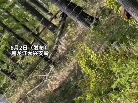 6月2日(发布),黑龙江大兴安岭。天呐!密林深处惊现“巨无霸”,“犴达罕”漫步,走路都带风,太想来黑龙江与野生动物近距离接触。