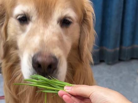 你知道小狗为什么会吃草吗 #新手养狗 #狗狗吃草 #科学养宠 #狗狗吃草是什么原因