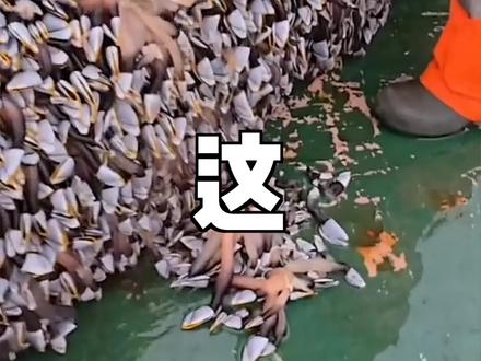 据说,这就是世界上最鲜的海鲜。。 #鹅颈藤壶 #加拿大 #泛滥成灾