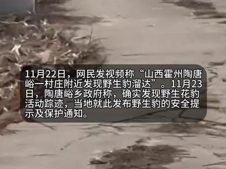 山西一村庄附近发现野生豹溜达 系幼豹