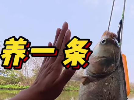 #钓鱼的乐趣只有钓鱼人懂 神仙一般的开局!!! #是时候展现真正的钓鱼技术了 #钓鱼人 #钓鱼人就是这么疯狂 #擒龙诀极轻大综合 @客友官方旗舰店