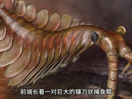 奇虾——眼睛比你的拳头还大,视力更是现代苍蝇的100倍! #科普 #科普一下 #奇虾 #探索发现 #探索未知