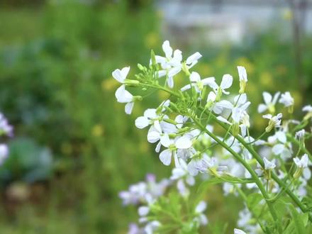 阿嬷泡制金黄色的酸菜心,6天后酸辣脆嫩,泡菜心开胃佳肴! #泡菜心 #腌菜 #泡菜 #我的乡村生活 #农村美食