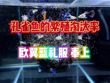 孔雀鱼的繁殖淘汰率是什么意思?到底什么鱼该淘汰呢?