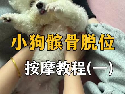 髌骨脱位狗狗按摩手法教程!半个月左右见效,走路明显改善,就是这套手法,让我家三级髌骨脱位狗狗明显改善。纯干货,速收藏!
解决问题:狗狗肌肉紧张、走路小羊跳、不敢受力等问题,千万不要暴力将髌骨“掰正”,这会造成二次伤害!狗狗抗拒时不要继续!慢慢按摩让狗狗放松再做!
跟着视频做,减少狗狗痛苦!记得点赞收藏,转给需要的家长!#髌骨脱位狗狗 #养狗教程 #宠物按摩教程 #小体比熊 #狗狗髌骨脱位怎么办