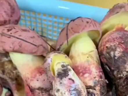 野生菌生意:想挣钱,就得抓住“阶段性暴起”的节点#野生菌创业 #商业认知 #赚钱思维