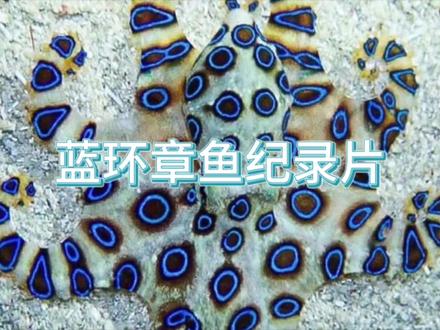 蓝环章鱼的交配繁殖过程。 #海洋生物 #章鱼 #探索 #纪录片 #纪录片解说