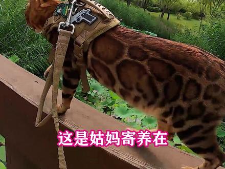 十几万的猫丢了...