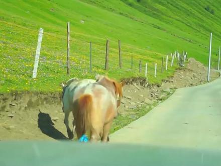 慢慢来 所有的好运都在路上“成都-九寨沟-莲宝叶则-色达 六天精品自驾行程”#川西美景 #自驾游 #旅行 #旅游攻略 #美丽的草原风光无限