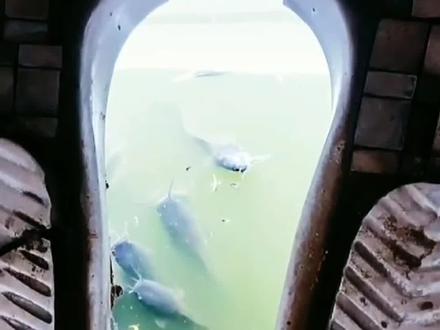 粪坑竟然有一群鲶鱼在抢吃#鲶鱼 #涨知识 #科普 #抖音美食 @抖音小助手